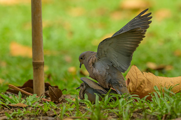 Eared Dove