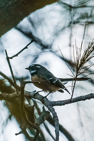 Grey Fantail