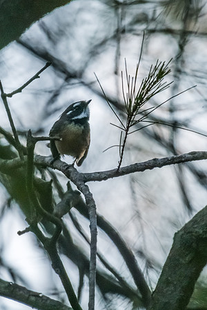 Grey Fantail