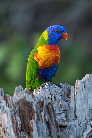 Rainbow Lorikeet
