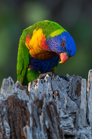 Rainbow Lorikeet
