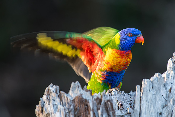 Rainbow Lorikeet