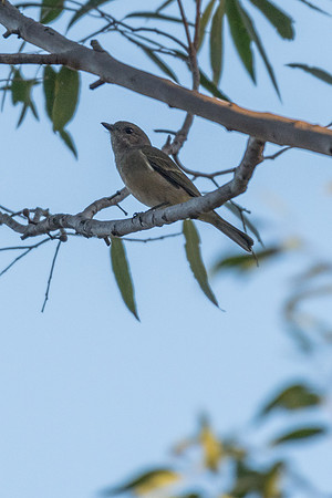 Golden Whistler