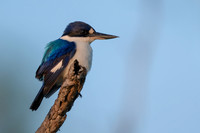 Forest Kingfisher