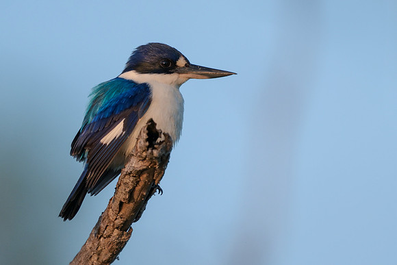 Forest Kingfisher