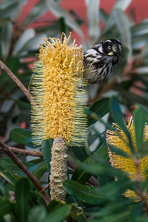 New Holland Honeyeater