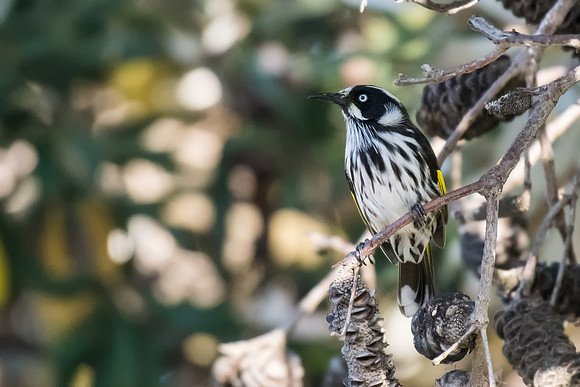 New Holland Honeyeater