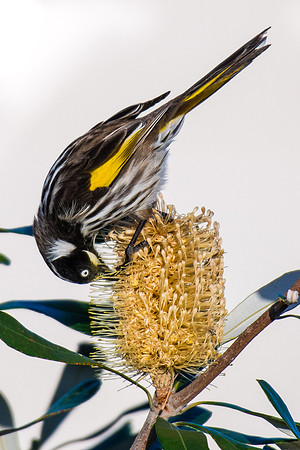 New Holland Honeyeater