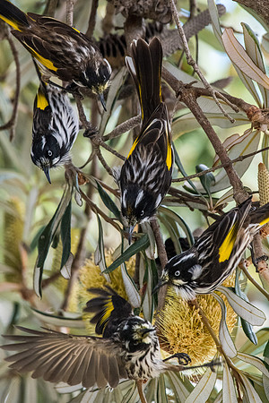 New Holland Honeyeater