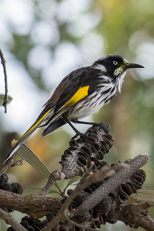 New Holland Honeyeater