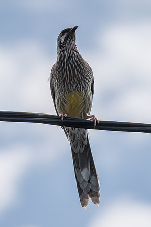 Red Wattlebird
