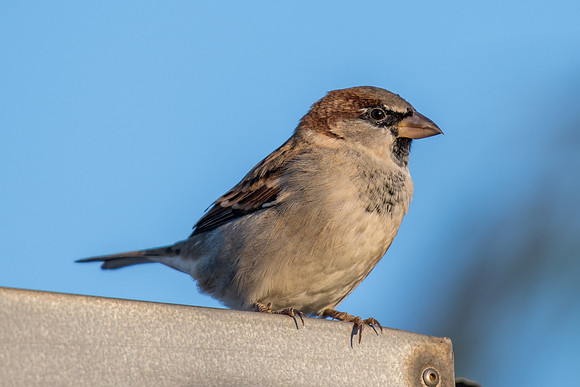House Sparrow