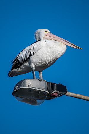 Australian Pelican