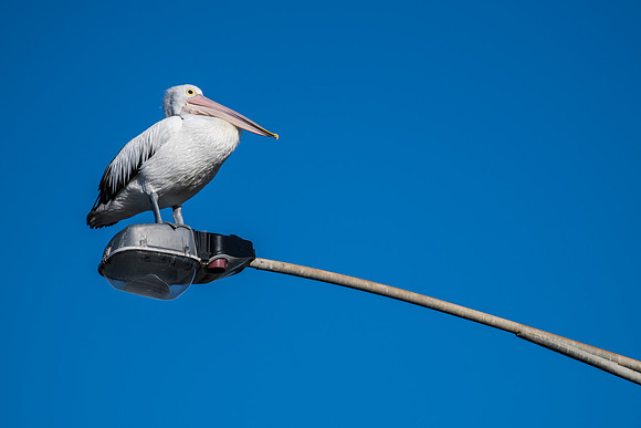 Australian Pelican