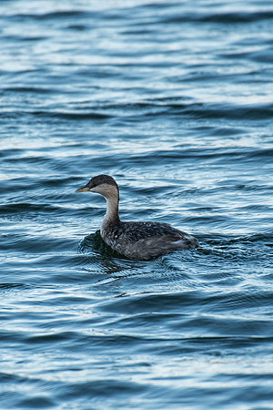 Hoary-headed Grebe