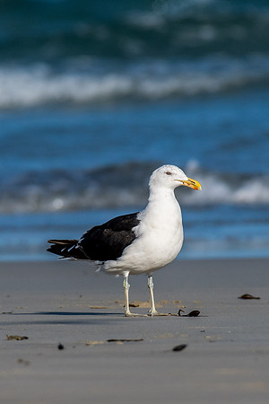 Kelp Gull