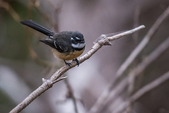 Grey Fantail