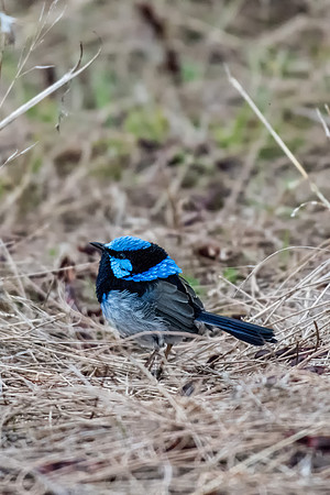 Superb Fairy-wren