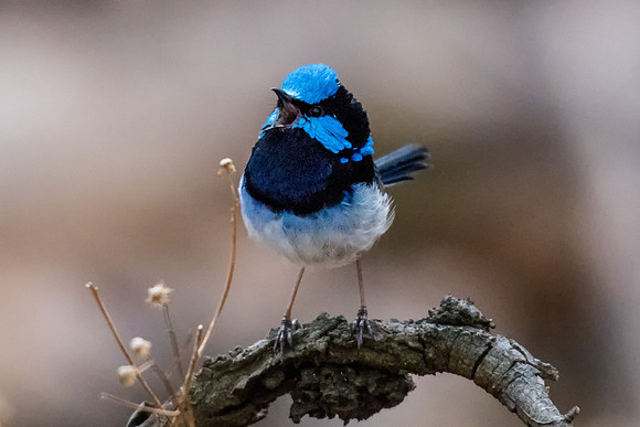 Superb Fairy-wren