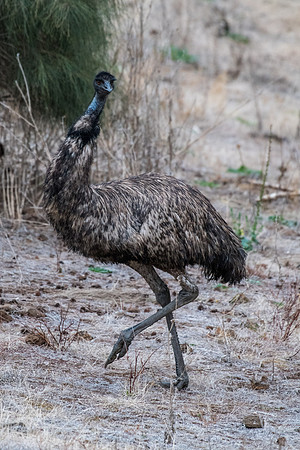 Emu