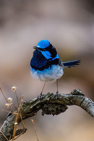 Superb Fairy-wren
