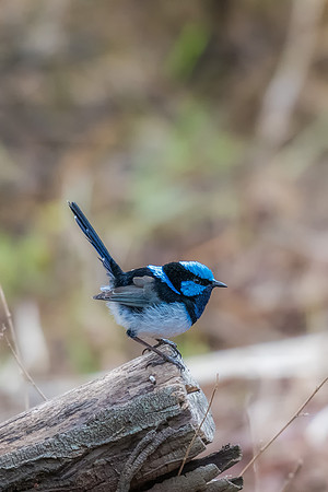 Superb Fairy-wren