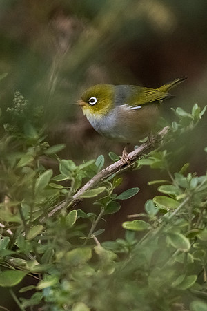 Silver-eye