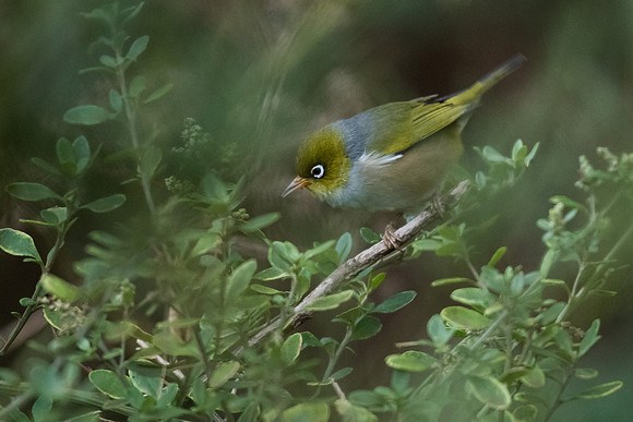 Silver-eye