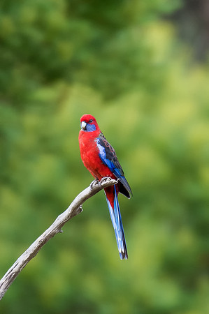 Crimson Rosella
