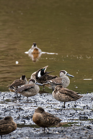 Pink-eared Duck