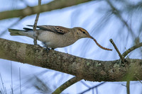 White-winged Triller