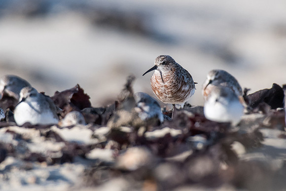 Curlew Sandpiper