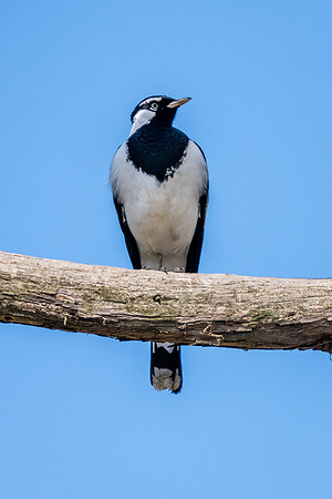 Magpie Lark