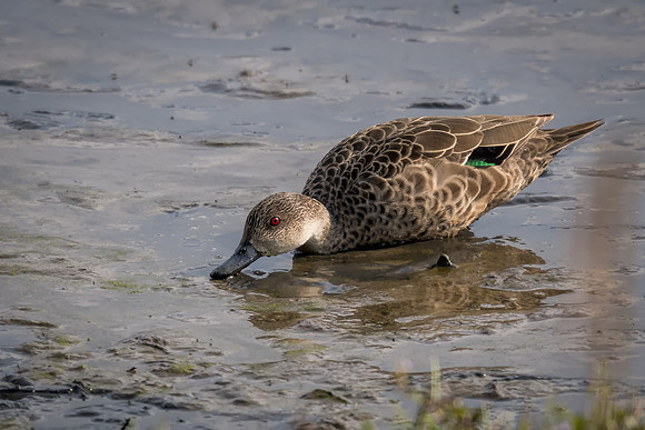 Chestnut Teal