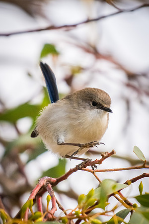 Superb Fairy-wren