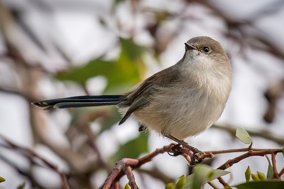 Superb Fairy-wren