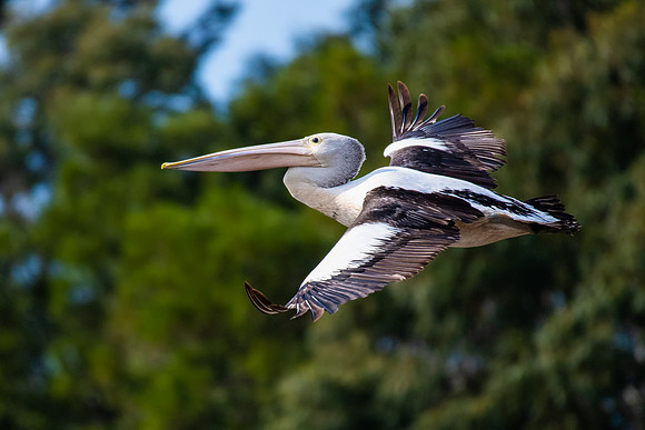 Australian Pelican