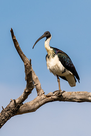 Straw-necked Ibis