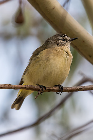 Yellow-rumped Thornbill