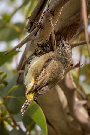Yellow-rumped Thornbill
