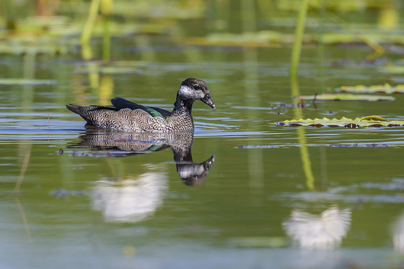 Green Pygmy-Goose