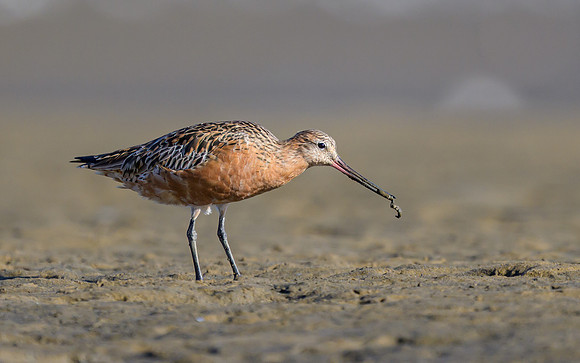 Bar-tailed Godwit