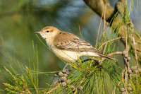 White-winged Triller