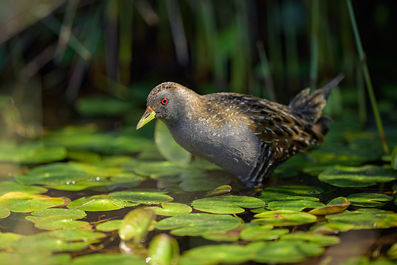 Australian Spotted Crake