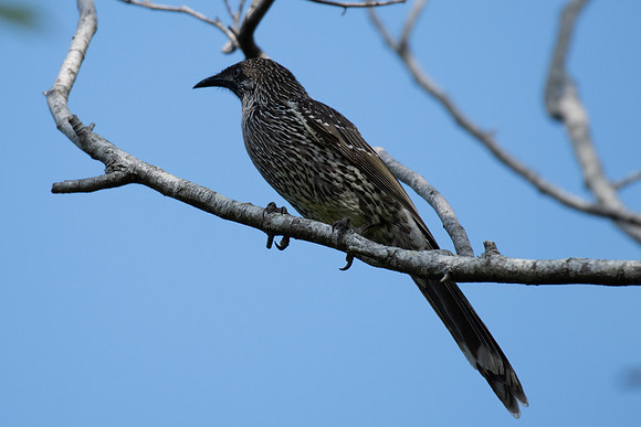Little Wattlebird