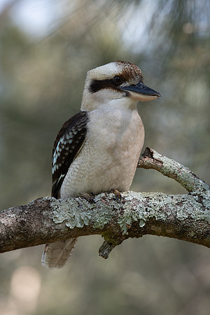 Laughing Kookaburra