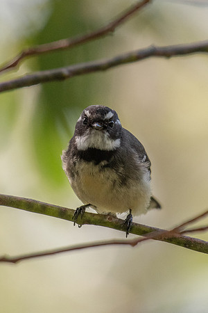 Grey Fantail