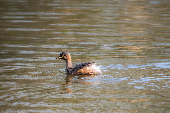 Australasian Grebe