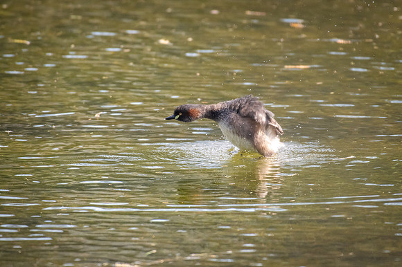 Australasian Grebe