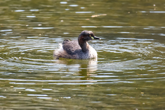 Australasian Grebe